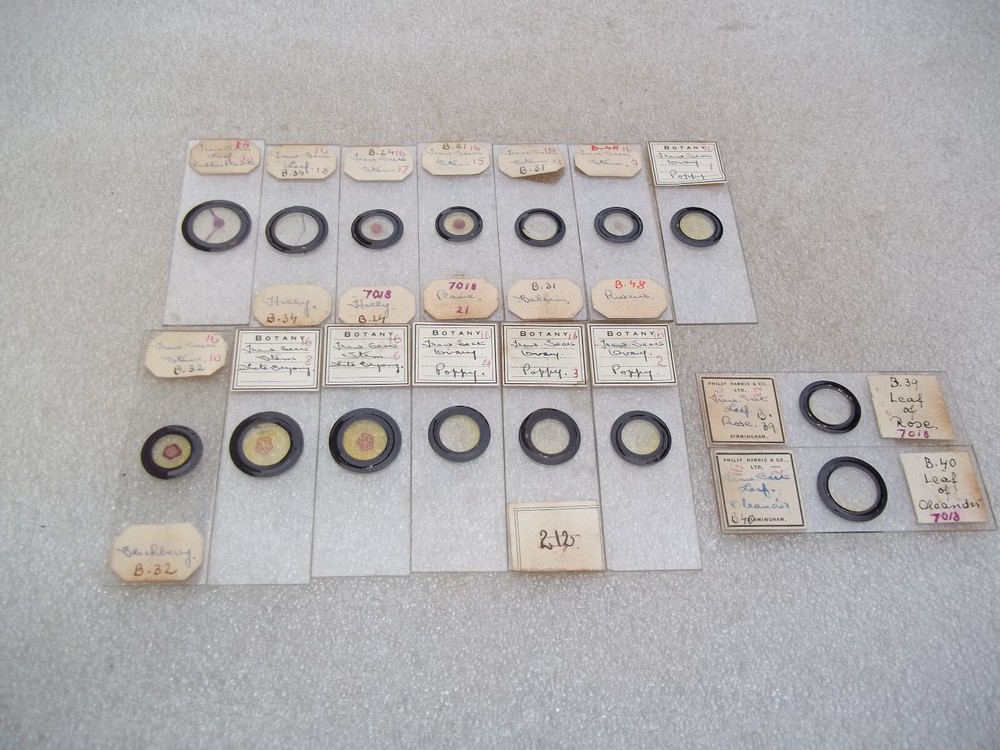 Vintage Glass Microscope Slides -