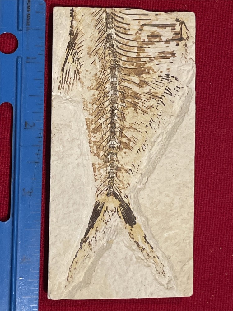 prehistoric Sea animals, Fossilized
