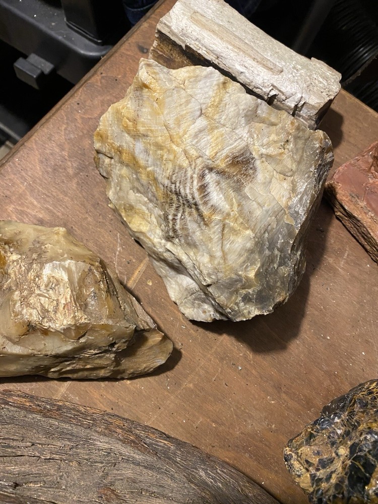 Petrified Wood Collection