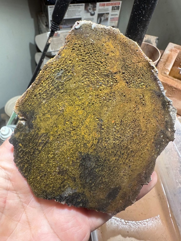 Dinosaur bone rough **hxtled end cut.