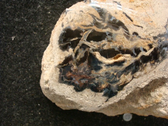 petrified wood