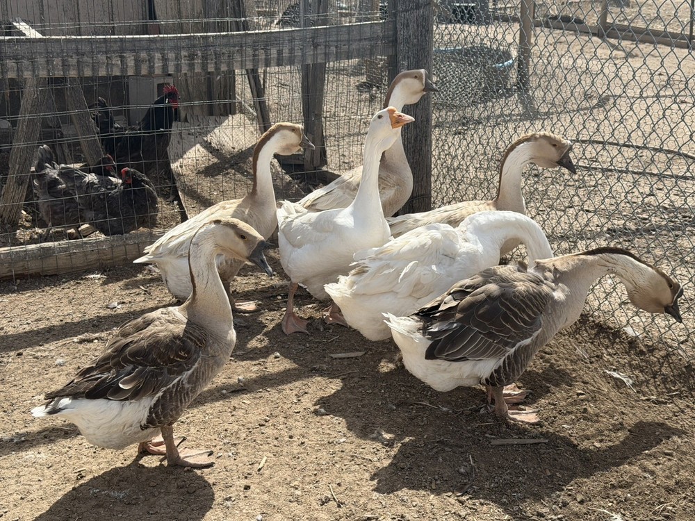 African Dewlap geese Hatching Eggs