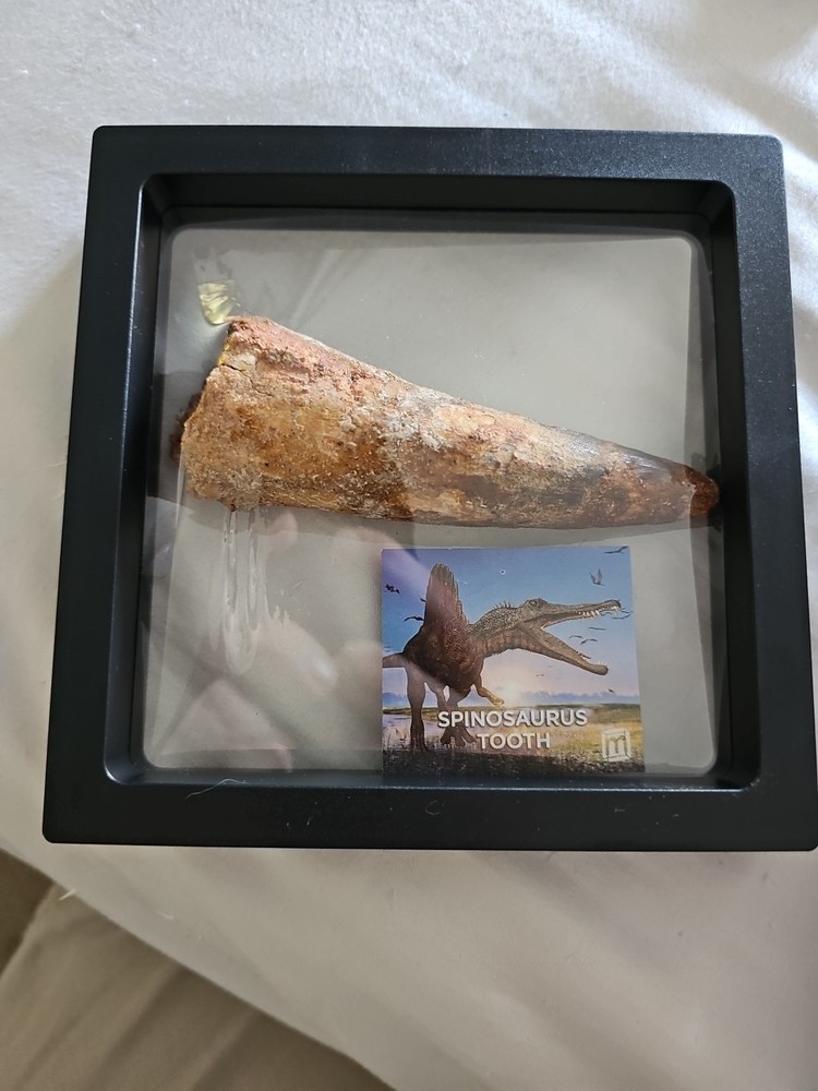 Authentic 4 1/2” Spinosaurus Tooth Fossil