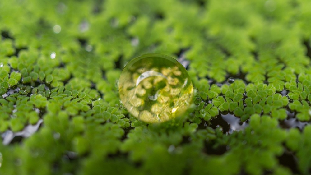Azolla filliculoides