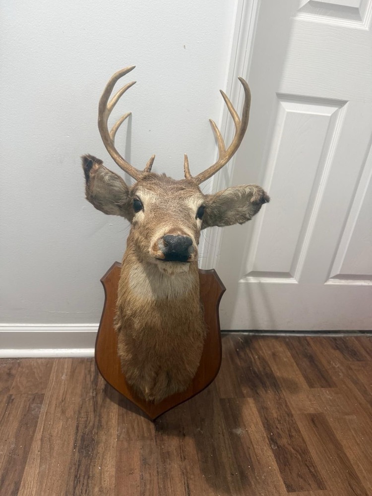 Shoulder mounted deer head, excellent condition