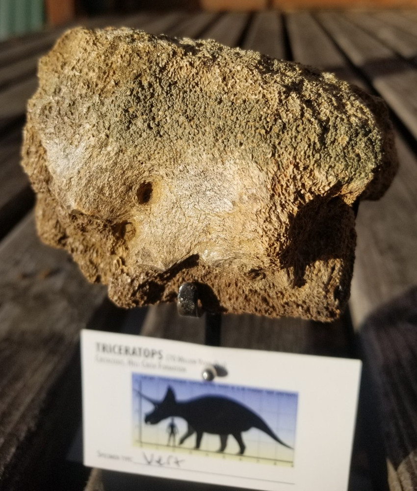Nice Triceratops Vert Section Fossil Specimen Cretaceous Hell Crk MT Recent Dig
