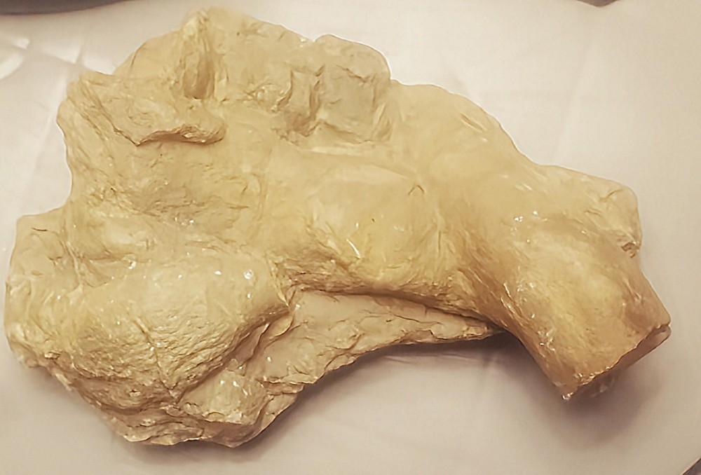 Fossil Geological