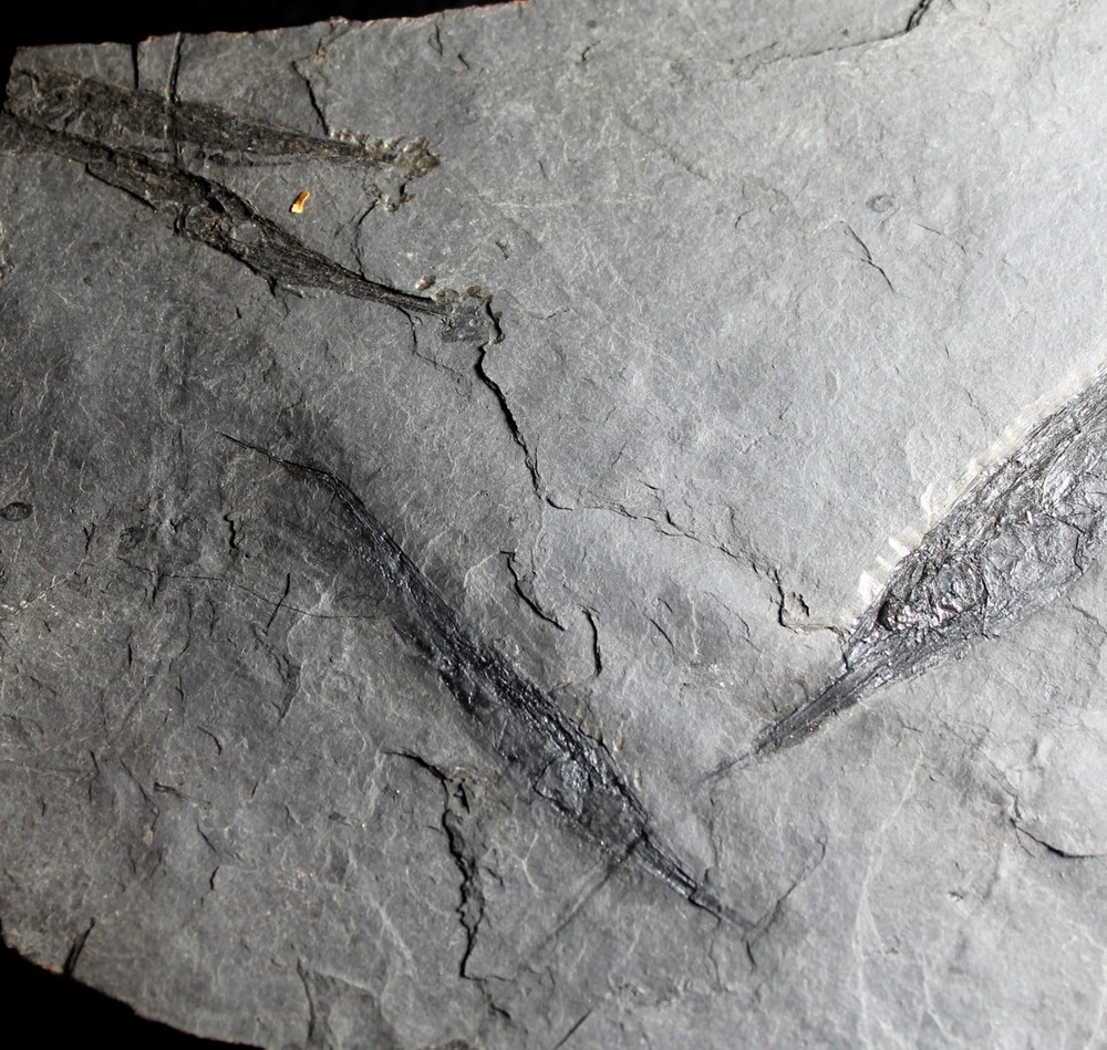 Centriscus - The best, big fossil fish