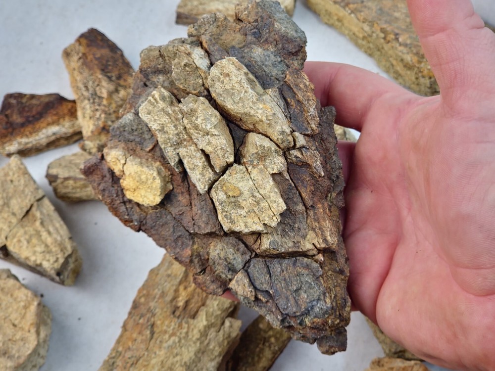 Lance Formation Dinosaur Bone Projects (Triceratops Frill?) - WY