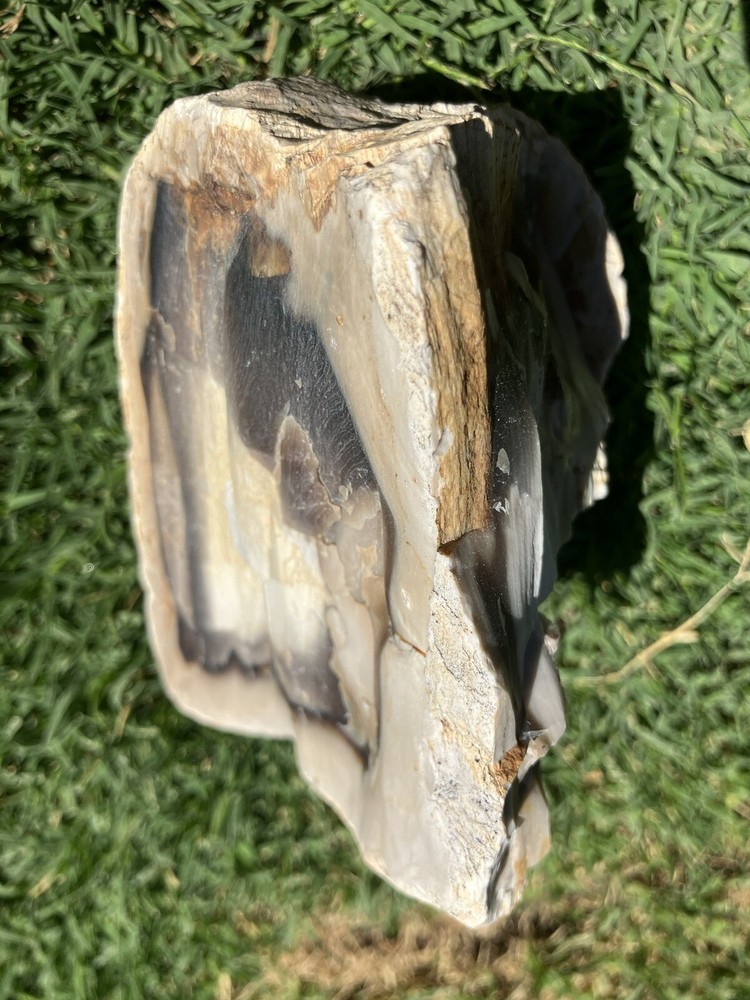 Agatized Petrified Wood (New Mexico)
