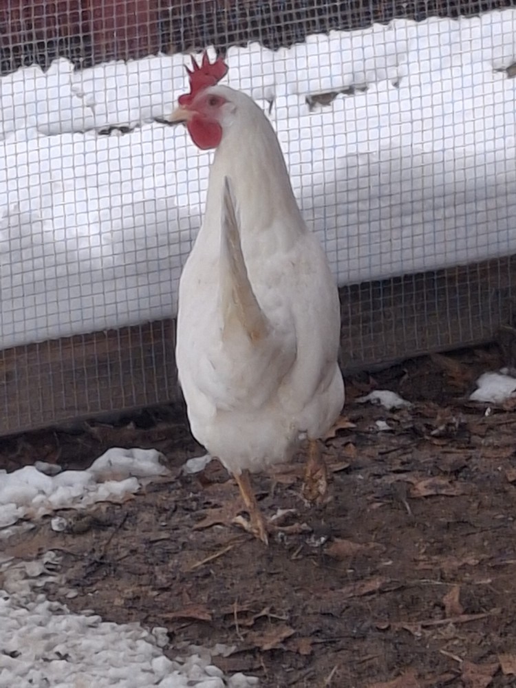 1 Dozen White Leghorns - Hatching Eggs