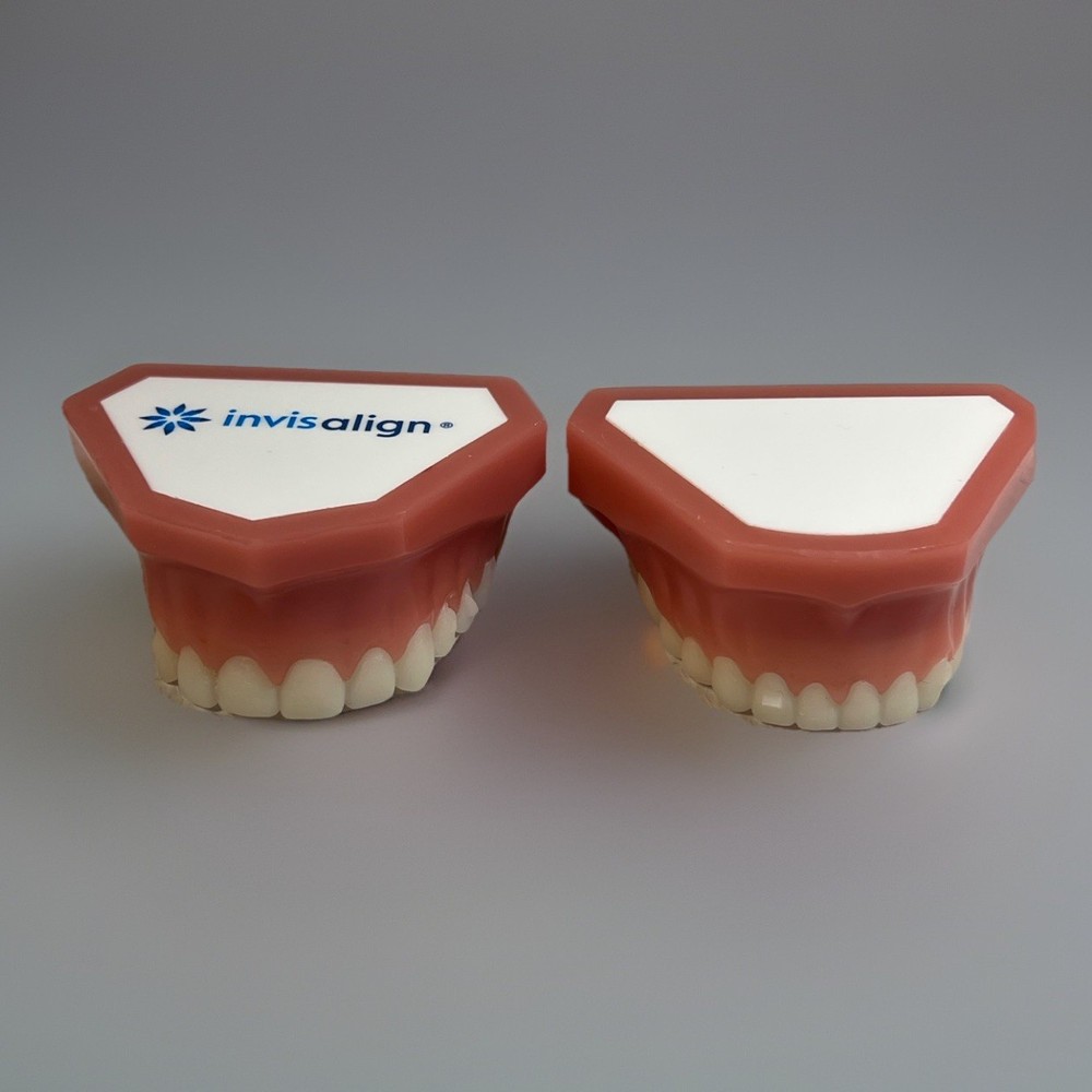 Invisalign Dental Demo Model – Teeth Display