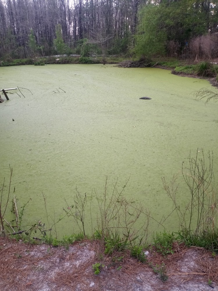 10 pounds, Duckweed- Super LARGE Quantity