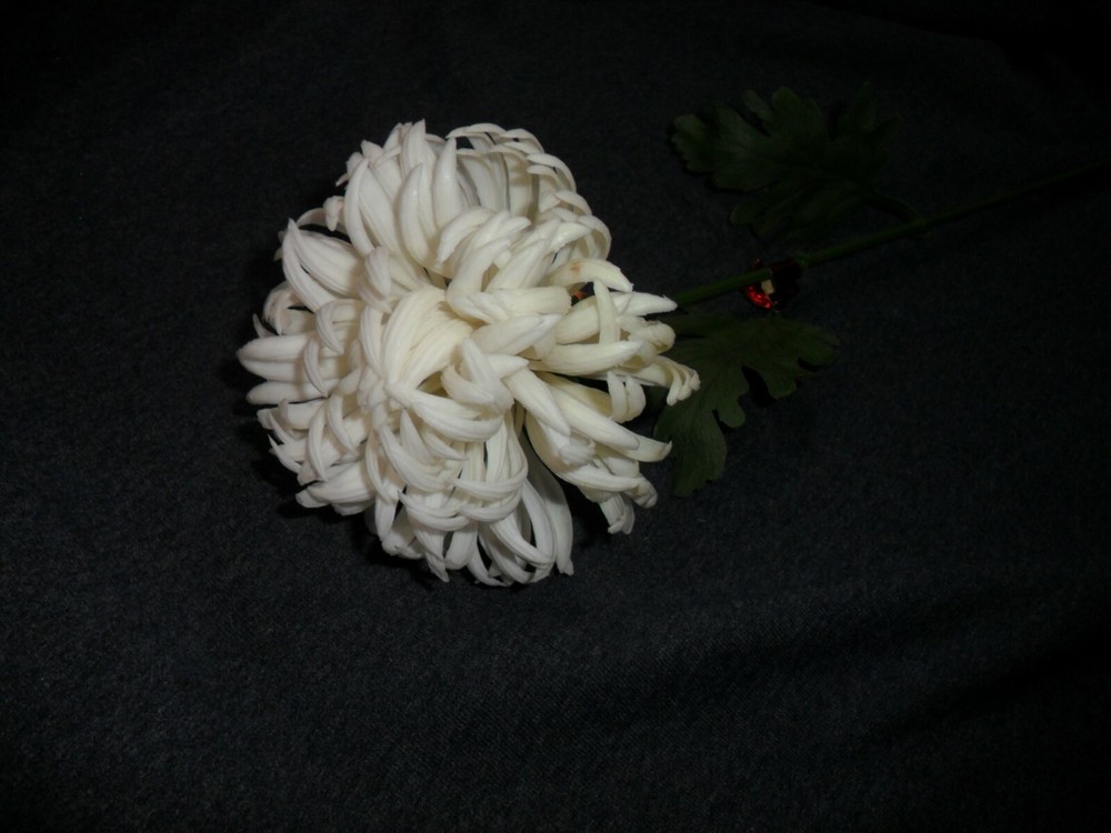 Vintage Medium Plastic White Mum