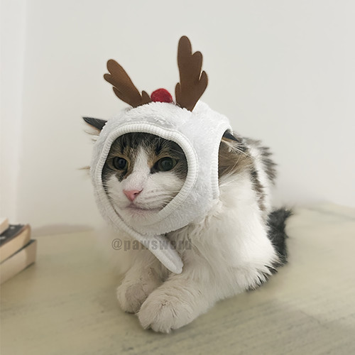 Cat Christmas Hat