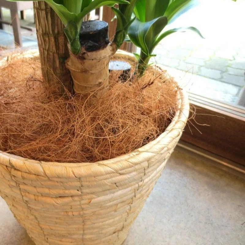 COCO FIBER Cocopeat FIBRE 260+ Gram