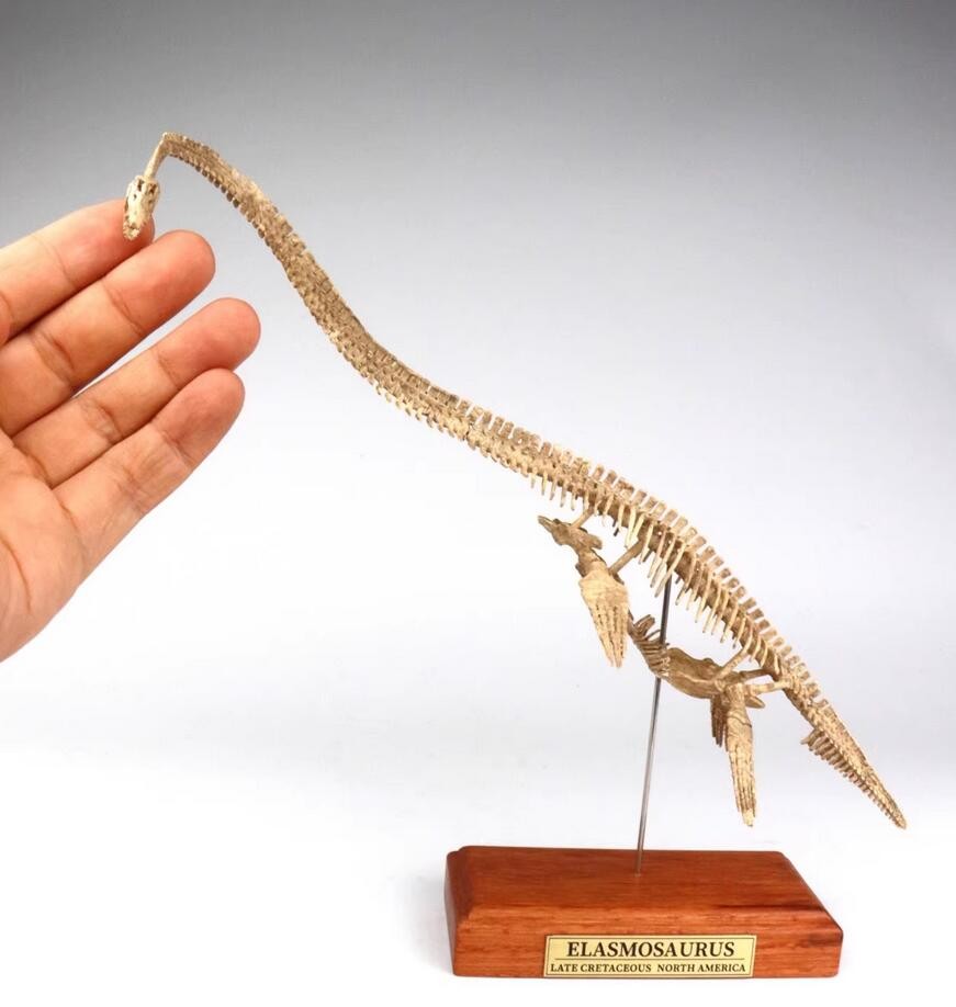 Elasmosaurus Skull Dinosaur Statue Skeleton Model Animal Model Display
