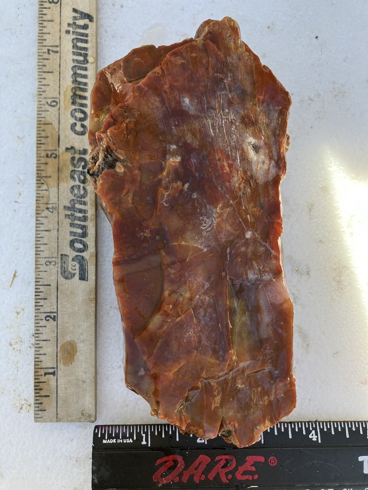 Arizona Petrified Wood