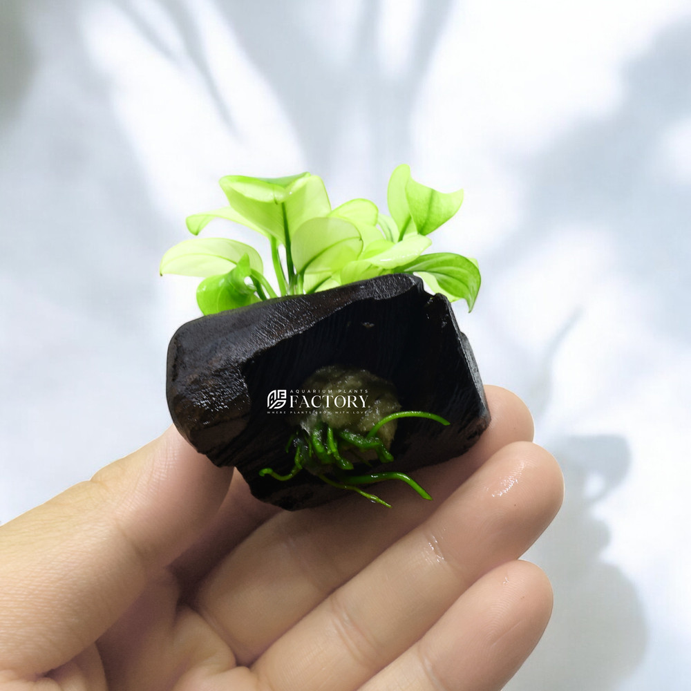 Anubias Broad White on Driftwood