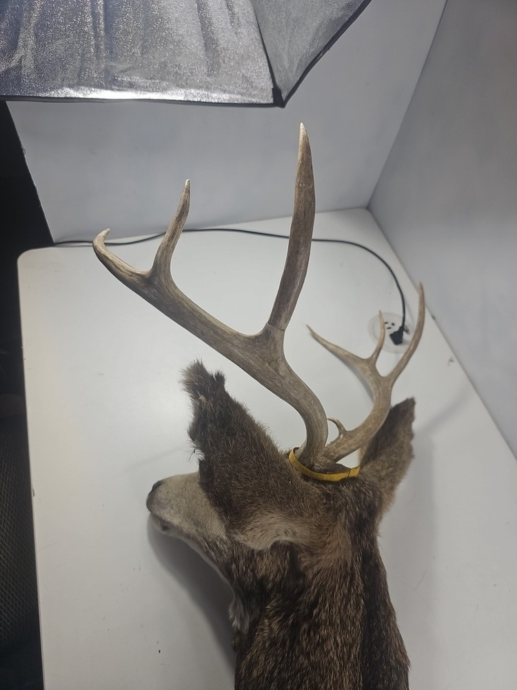 Authentic White-Tailed Deer Head Wall Mount Taxidermy