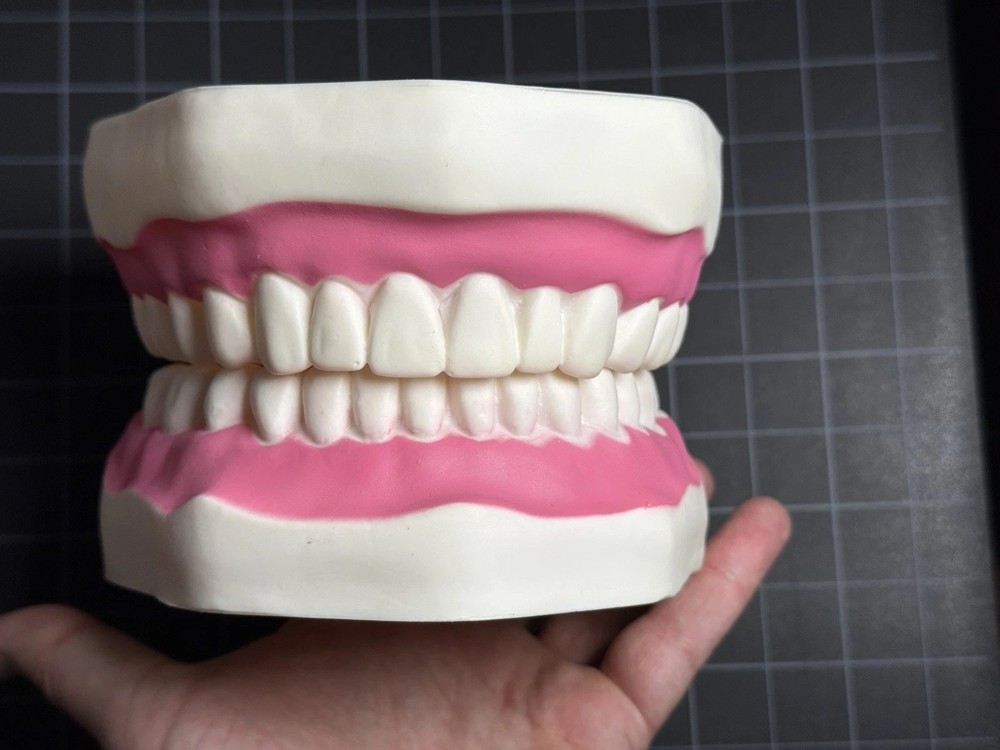 Oversized 6:1 Dental Teach Study Typodont Demonstration Teeth Model