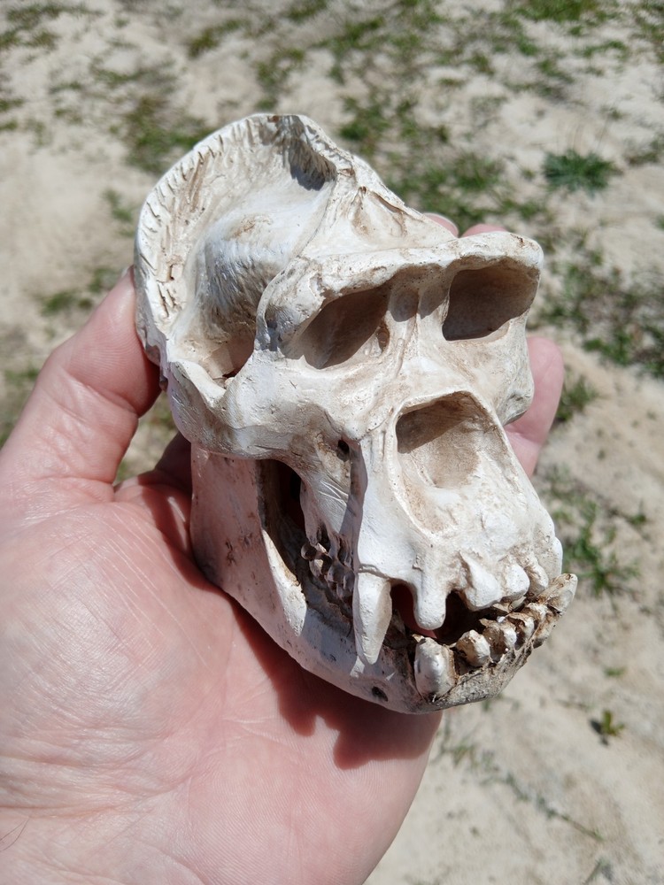 High Quality Replica Gorilla 🦍 Skull. Beautiful Display Gorilla Skull. W3