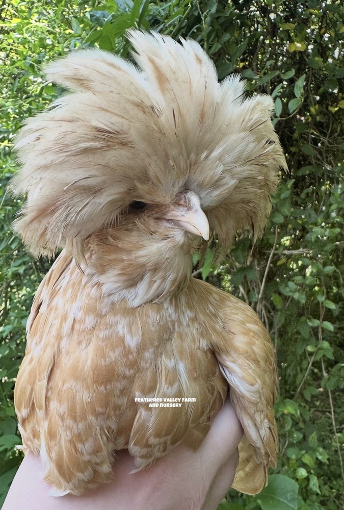 6 Buff Laced Polish - Hatching Eggs - NPIP -PreOrder