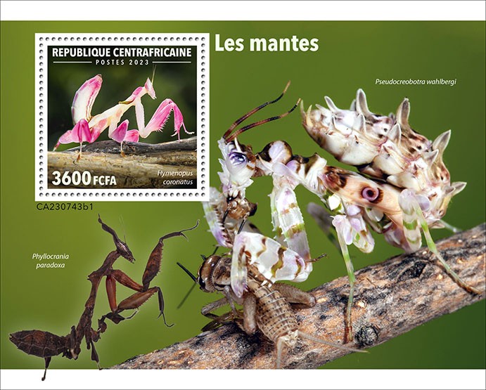 Mantis insect