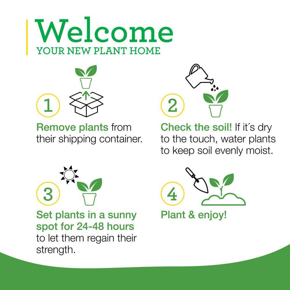 19 Oz. Hot Banana Pepper Plant (2-Pack)