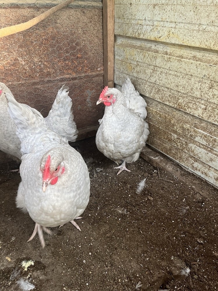 Lavender Cuckoo Orpington Chicken Hatching Eggs 11 + pack