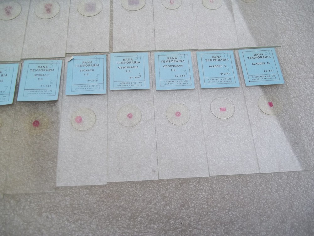 Vintage Glass Microscope Slides -