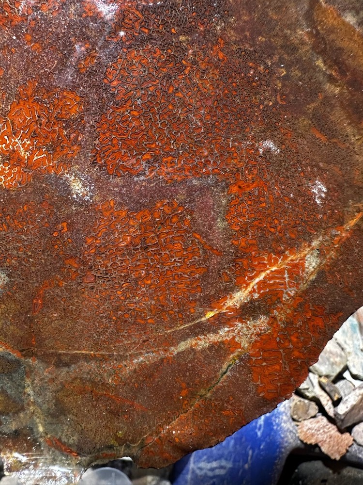 Dinosaur bone rough **hxtled large slab.