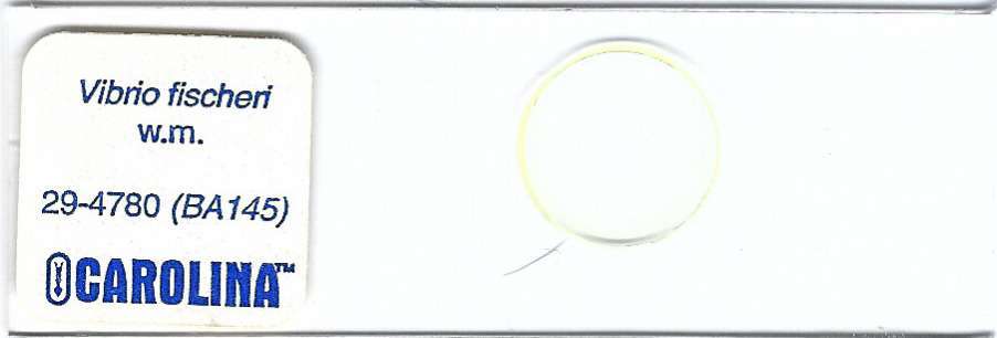 Vibrio fischeri w.m. Microscope Slide