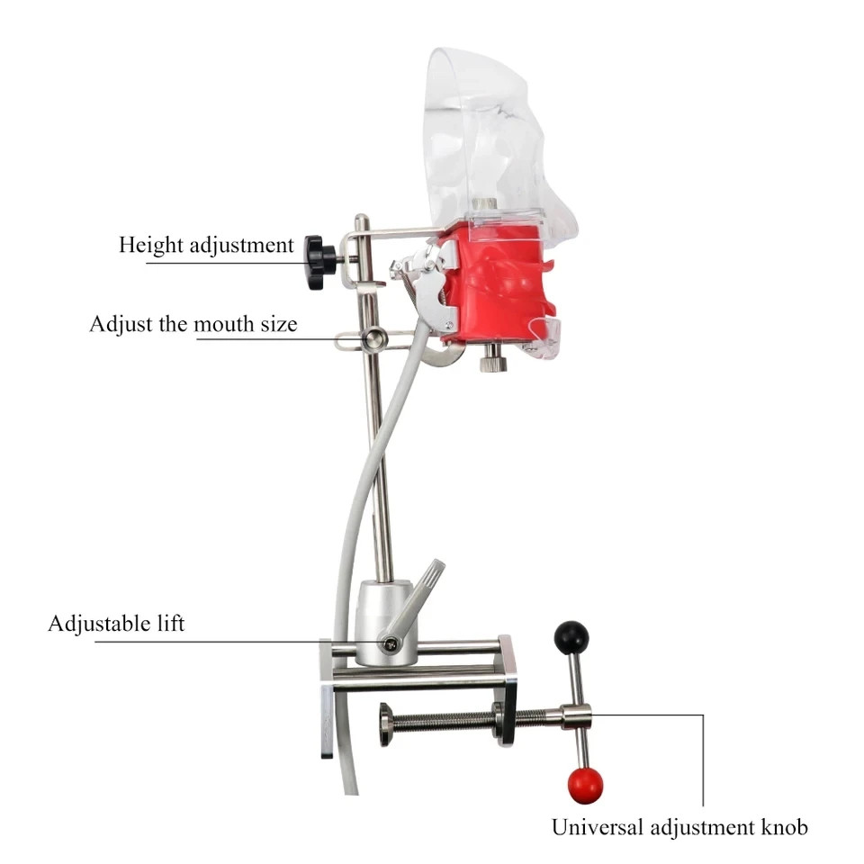 Dental Simulator Manikin Phantom Head Teeth Model Bench Mount Teaching Model