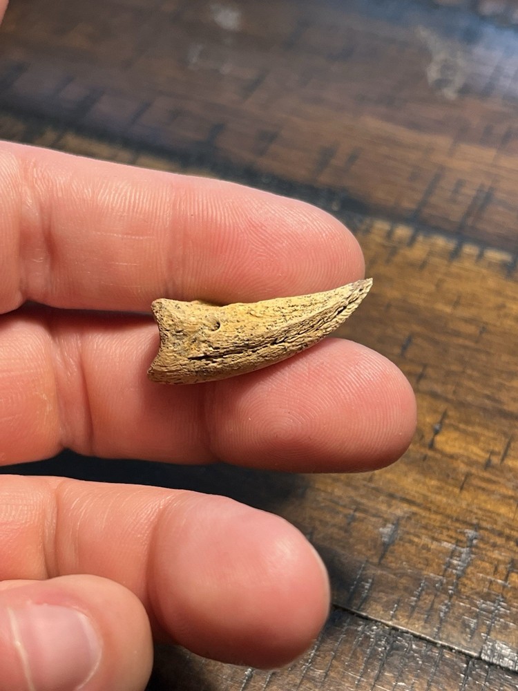 Giant Turtle Claw Dinosaur Age Fossil Hell Creek Form ND