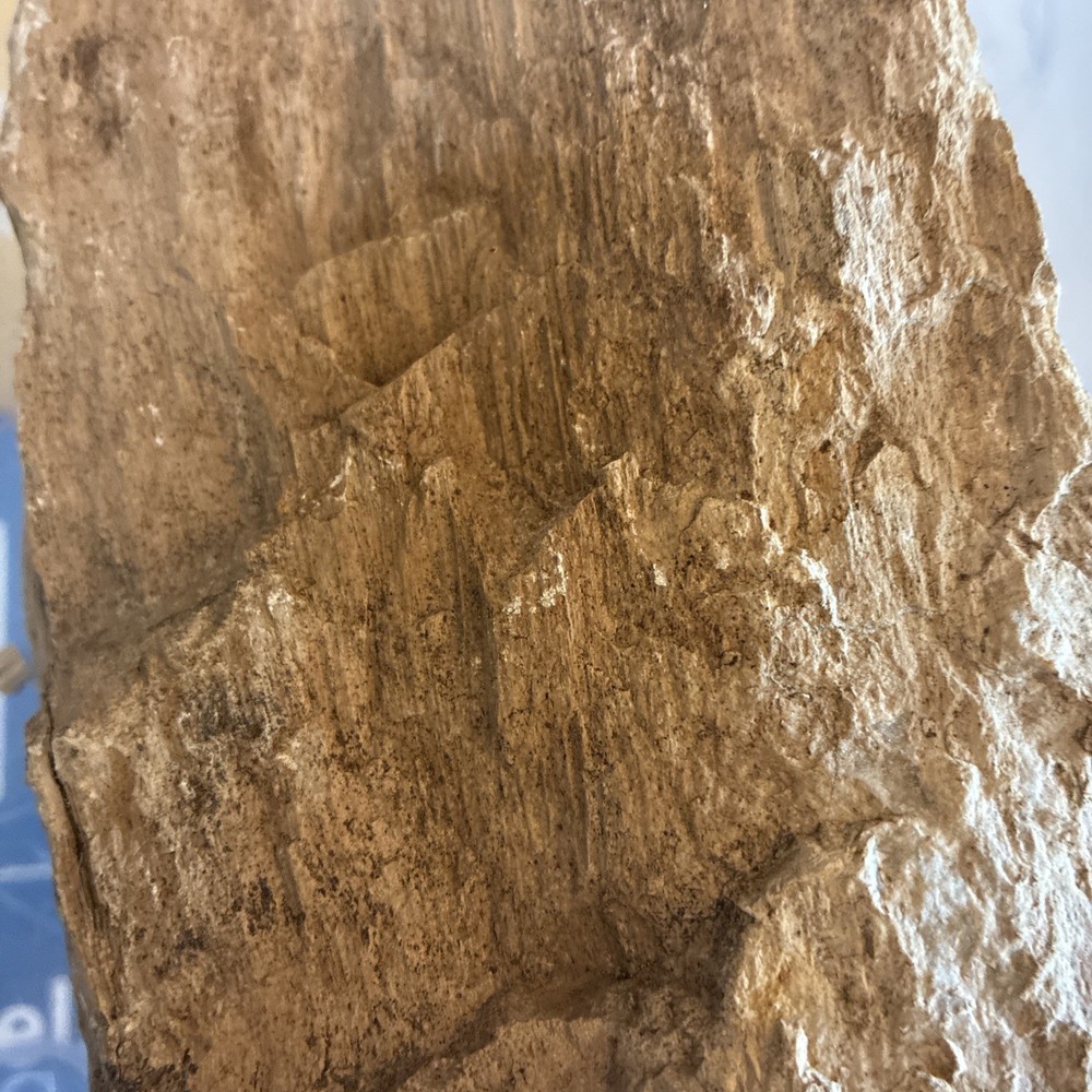 petrified wood rough