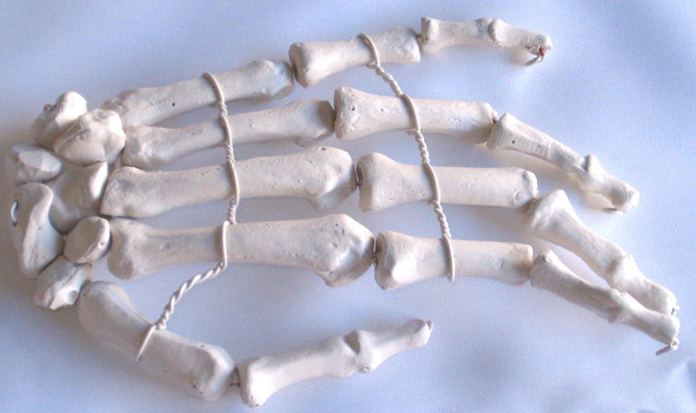 Life-size human hand bone anatomical model New