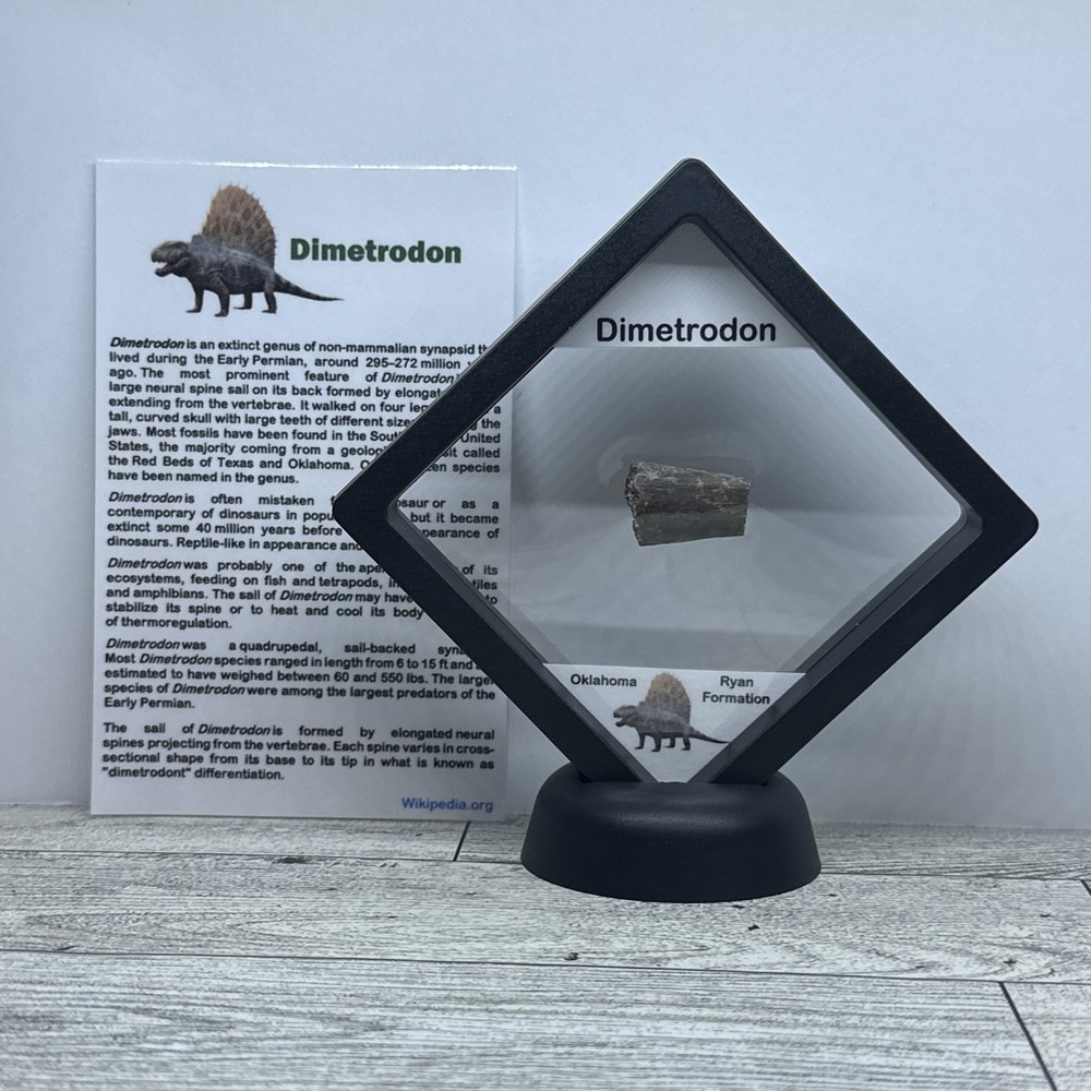 Dimetrodon Limb Bone Fossil in Display Case Extinct Pre-Dinosaur