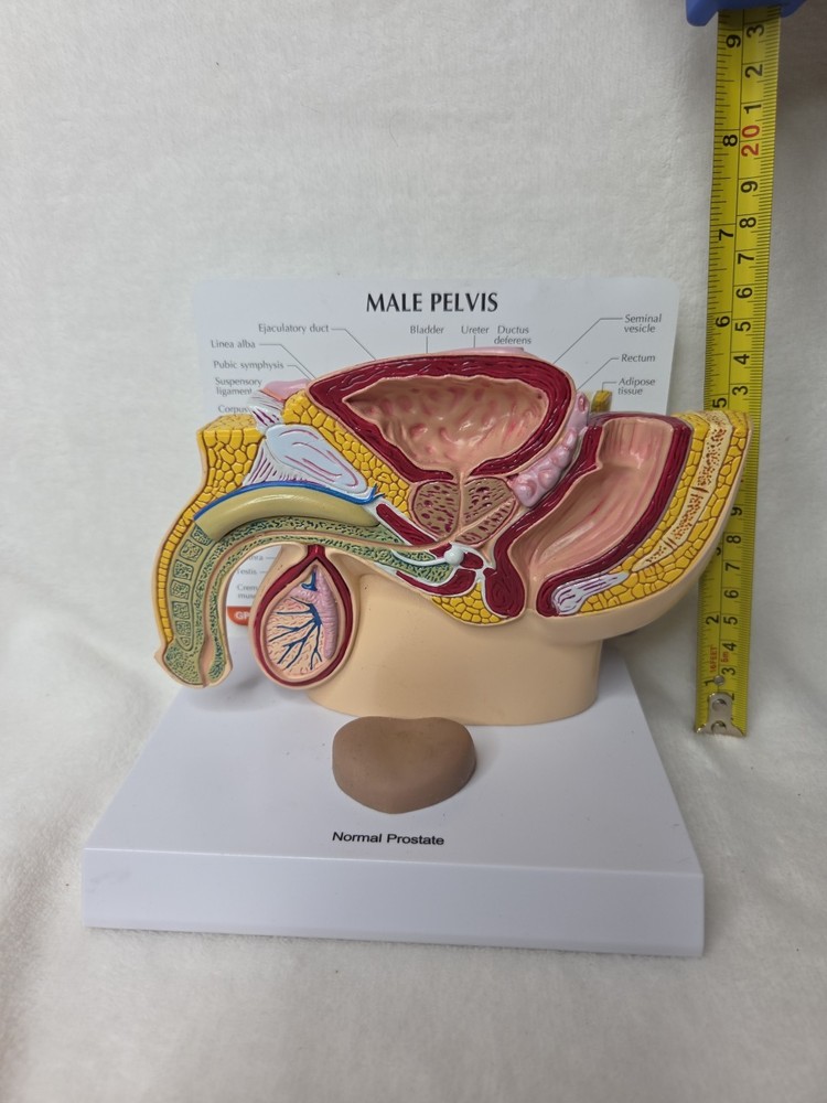 Male Pelvis 3D Display Model 1999