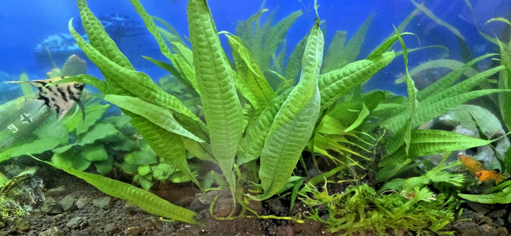 Java Fern Live Aquarium Plant