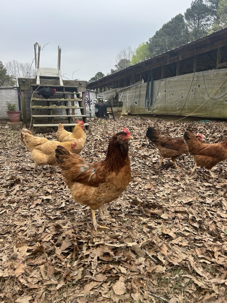 BYM Large Fowl Dozen Hatching Eggs