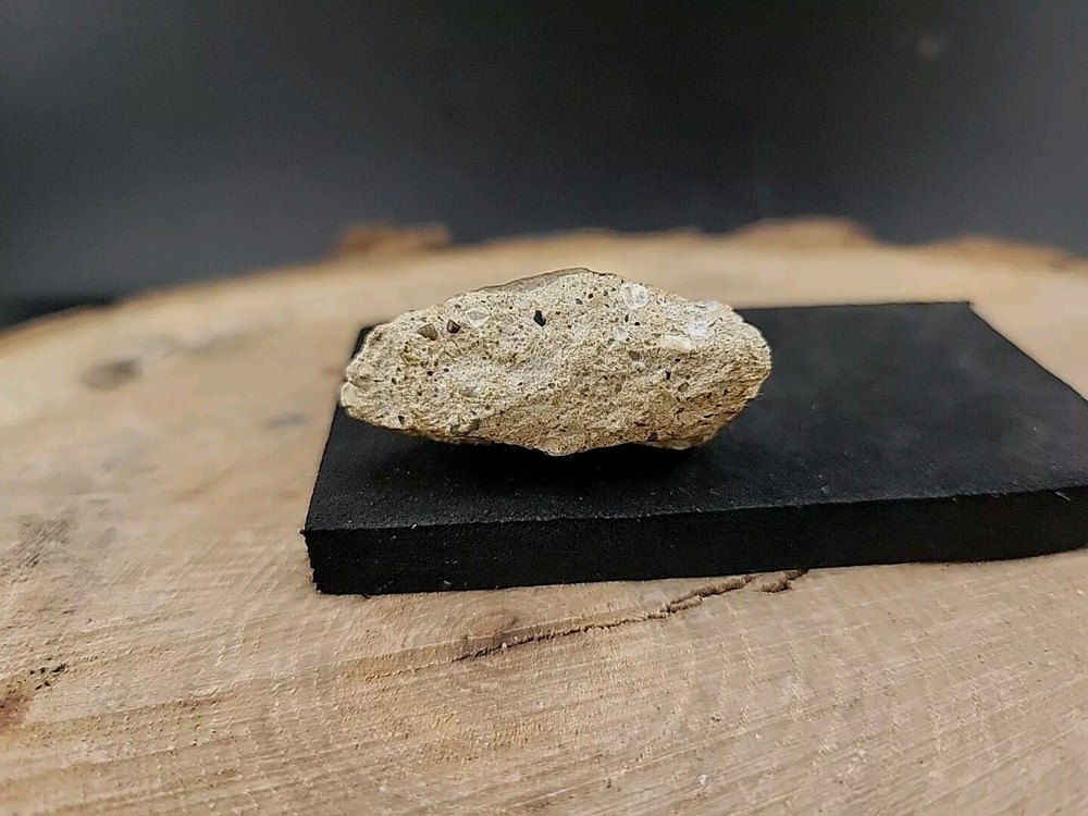 Real Dinosaur Fossilized Tooth Jaw Bone Piece Connected