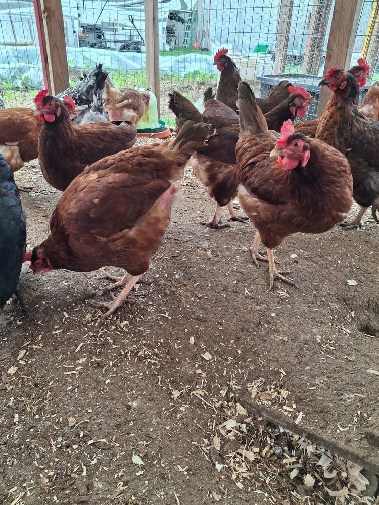 12+ Pure breed Rhode Island Hatching Eggs free ship