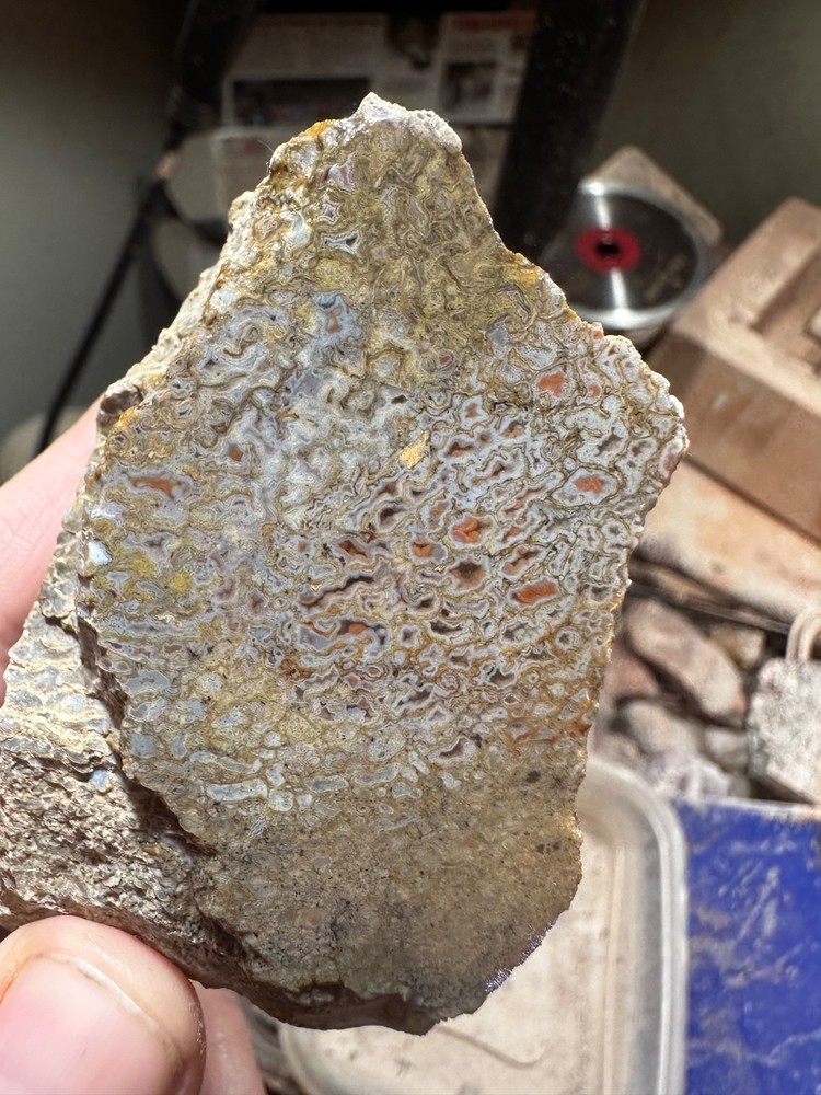 Dinosaur  bone rough **hxtled end cut.
