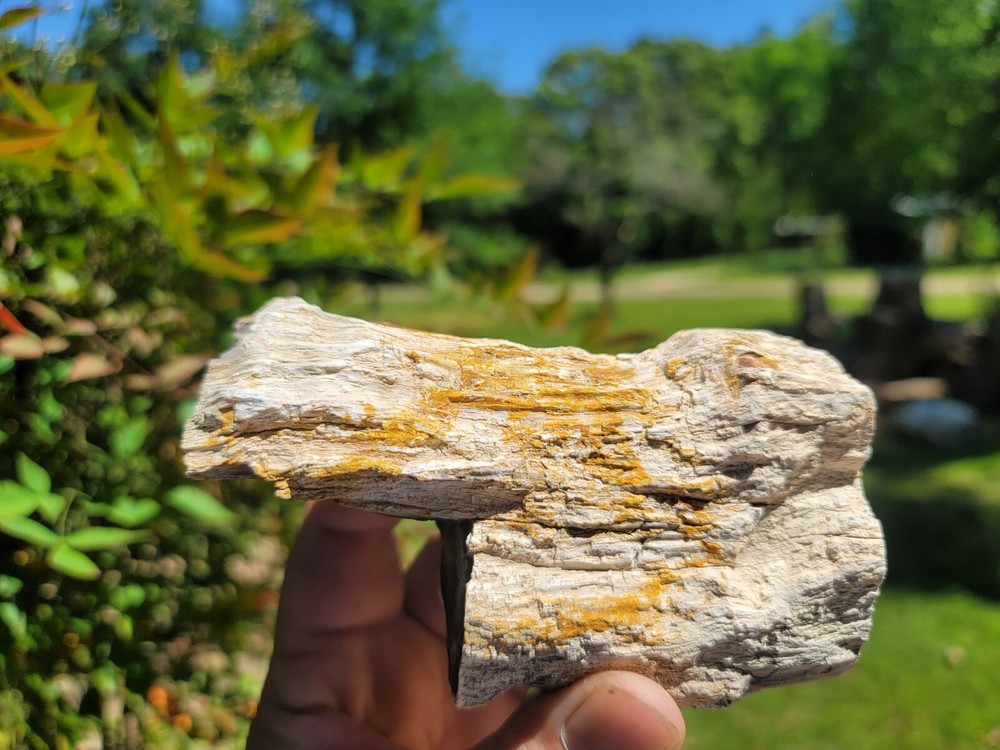 U.V. Reactive Palm Mcmullen County, Texas, Dome Polished Limb