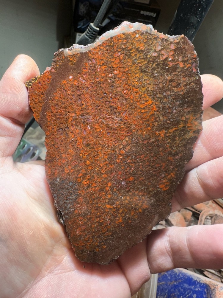 Dinosaur bone rough **hxtled slab.