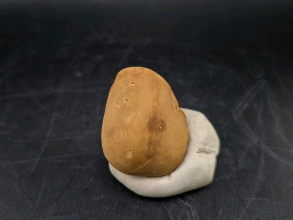 Fossil Seed Pod Pennsylvanian Epoch