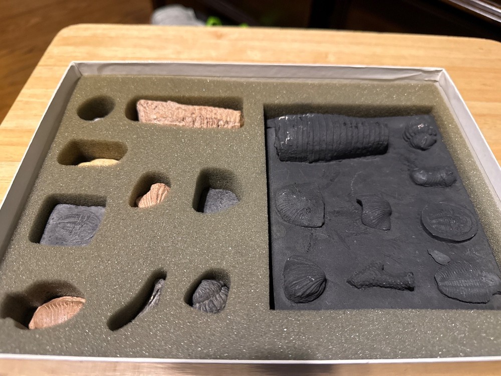 fossil kit lower Paleozoic Era
