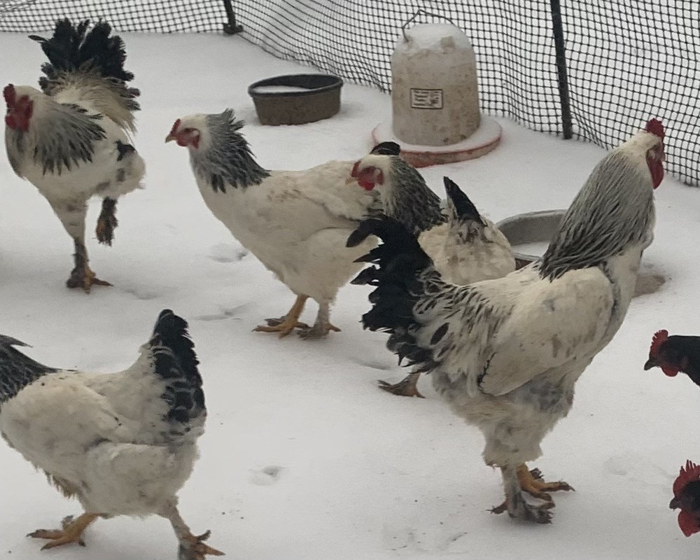 6+ GIANT Light Brahma Chicken Fertilized Eggs