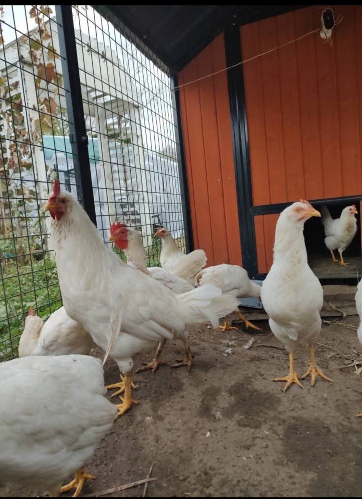 12+ Purebred White Leghorn Chicken Hatching Eggs